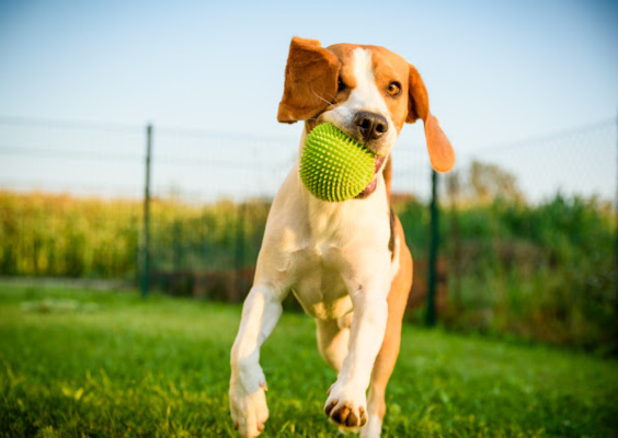 clean-yard-dog-with-ball