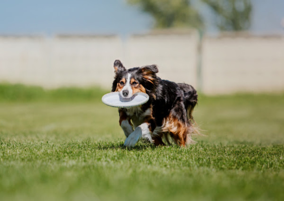 dog-frisbee-backyard