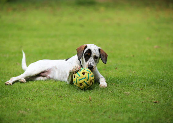 dog-with-soccer-ball