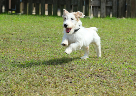 happy-dog-jimping-in-backyard