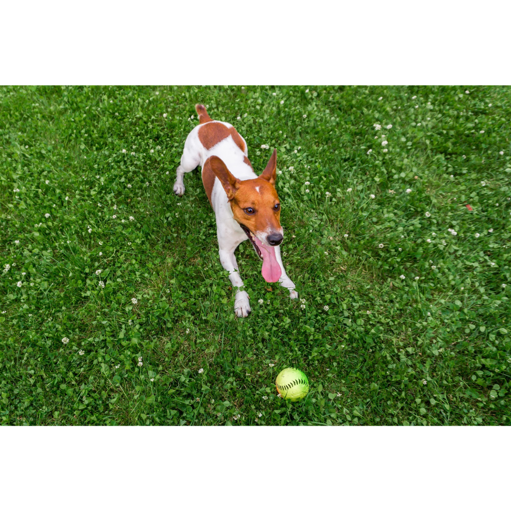 No Poop in Omaha Yard Dog with Ball